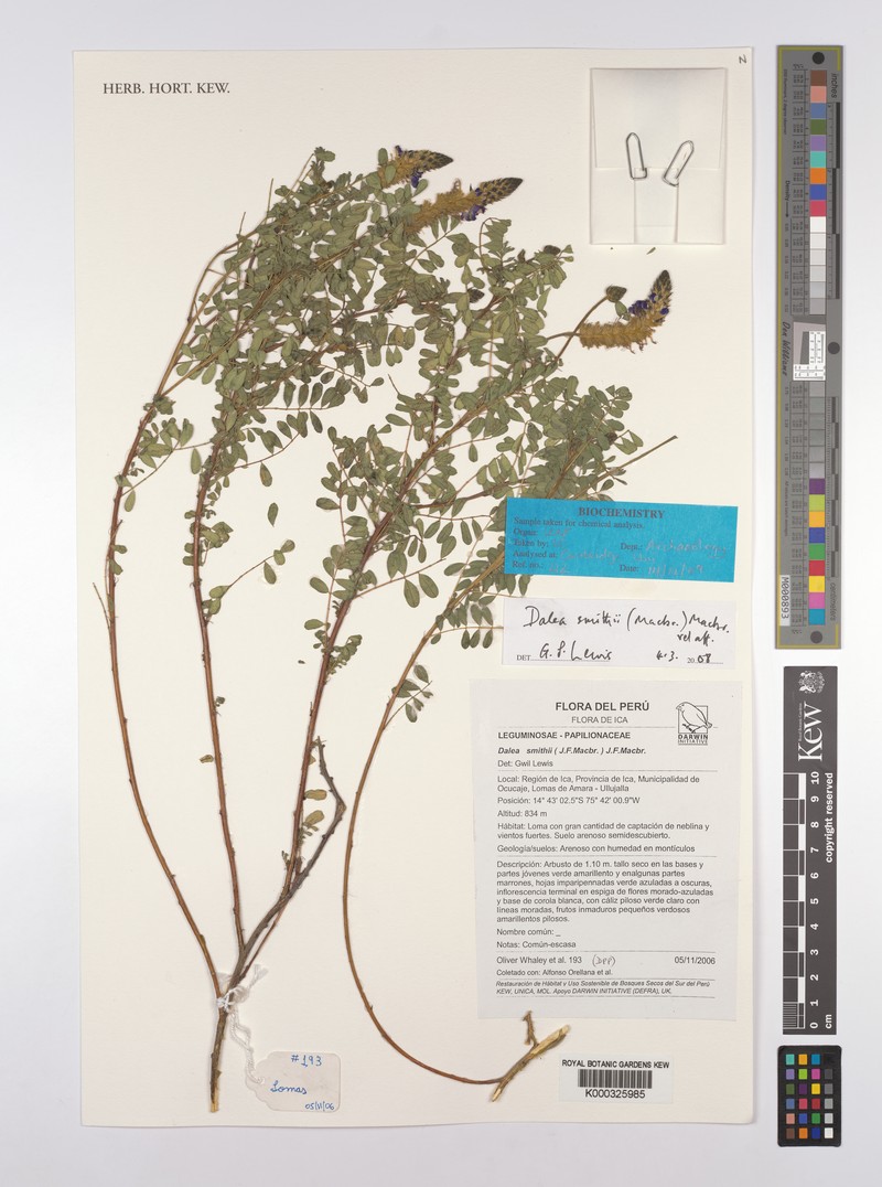 Dalea smithii