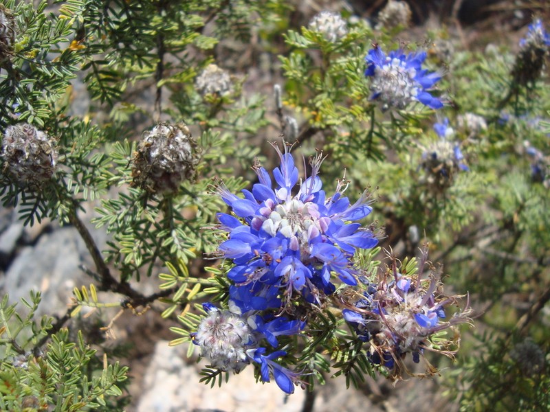 Dalea strobilacea