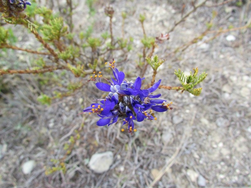 Dalea strobilacea photo 2