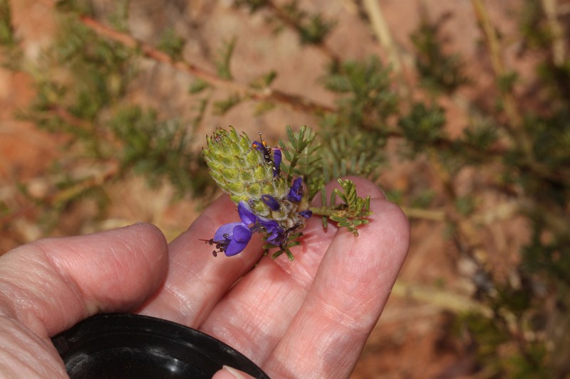 Dalea strobilacea photo 3