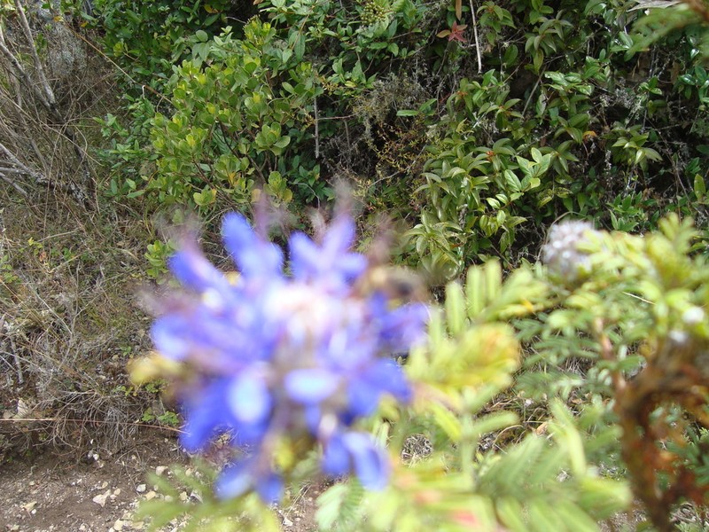 Dalea strobilacea photo 4
