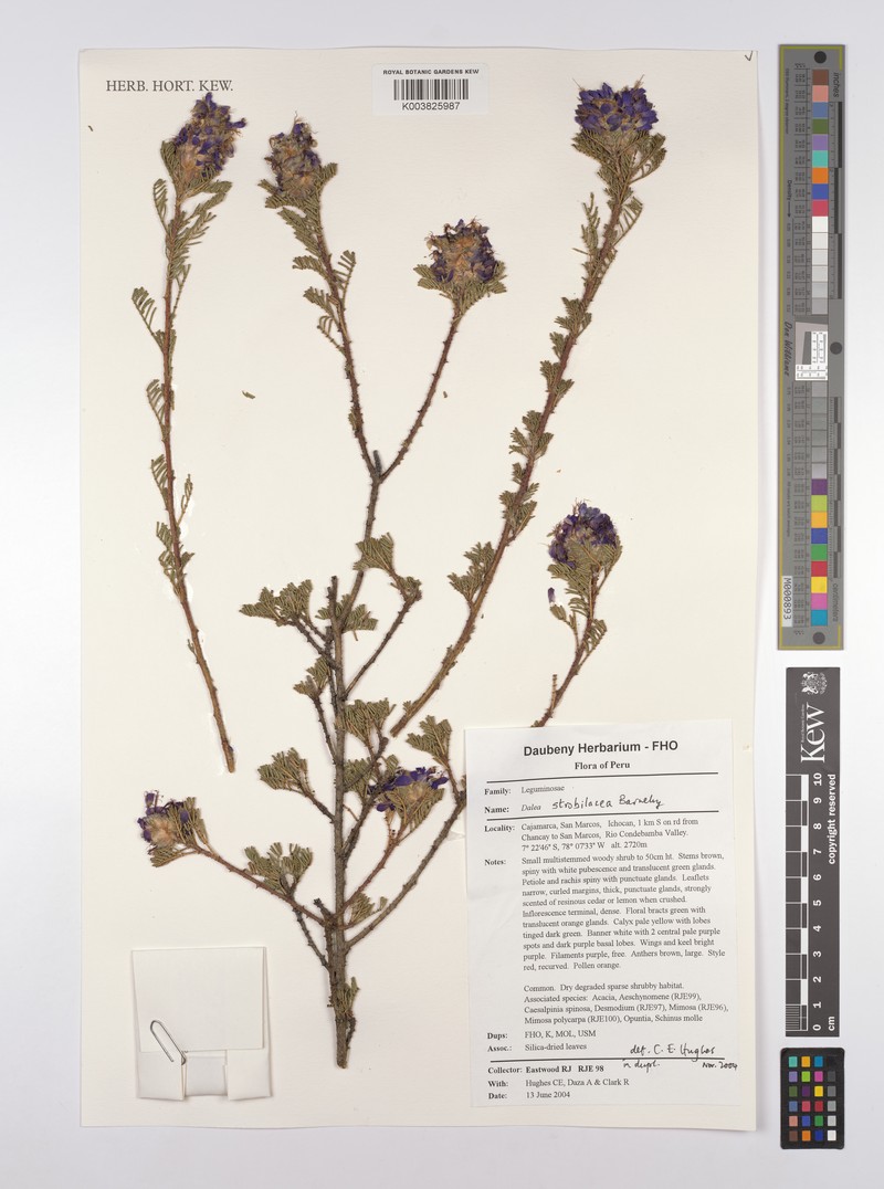 Dalea strobilacea photo 5