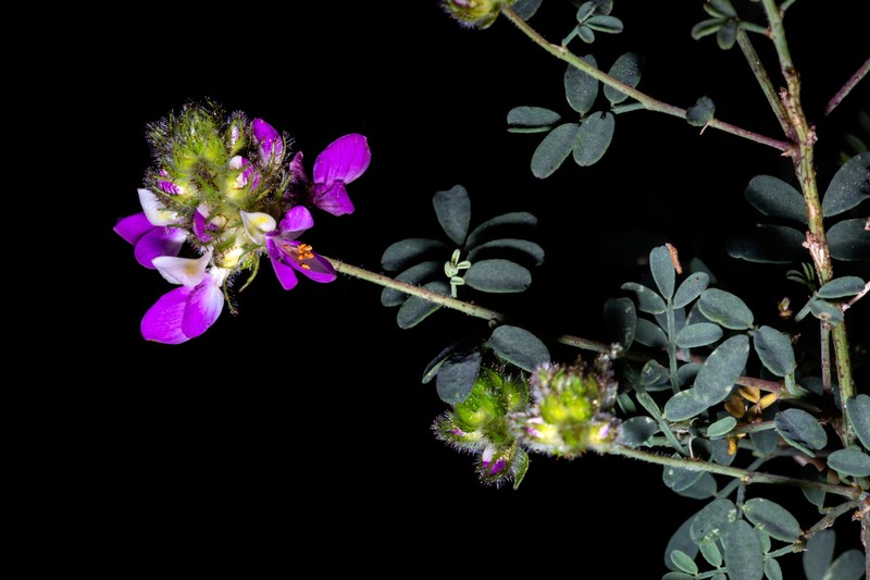 Gentry's Indigobush