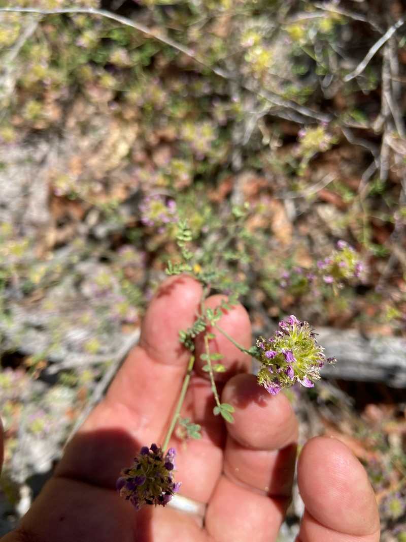 Gentry's Indigobush photo 3