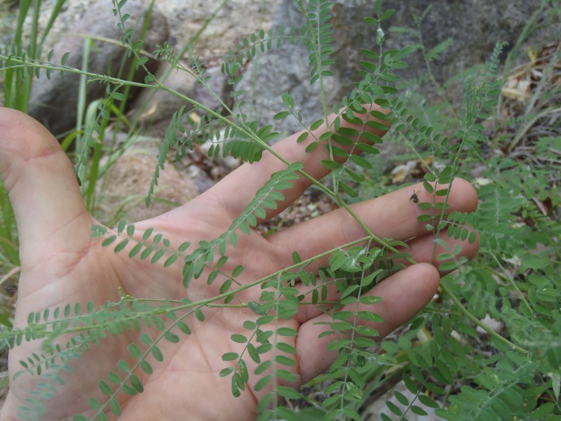 Gentry's Indigobush photo 4
