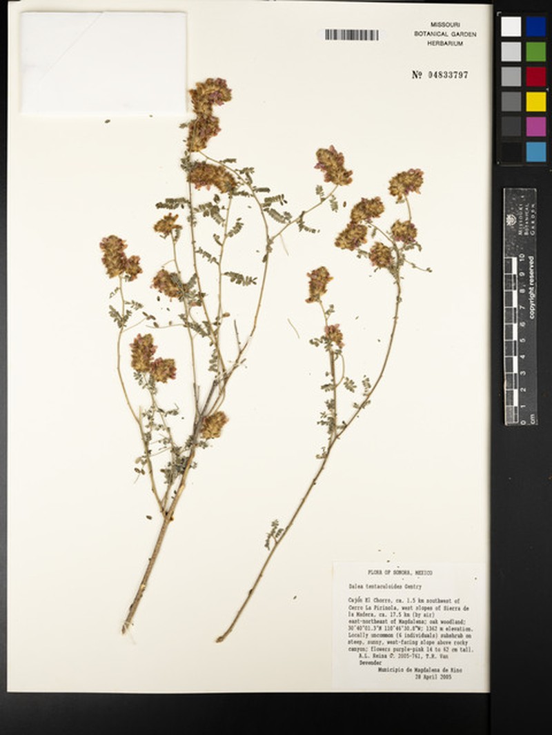 Gentry's Indigobush photo 6