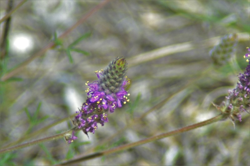 Slimleaf Prairie Clover