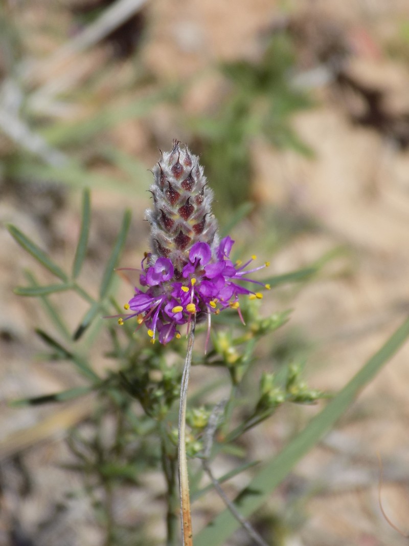 Slimleaf Prairie Clover photo 2