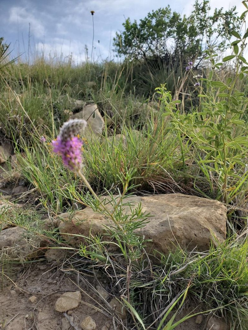Slimleaf Prairie Clover photo 3