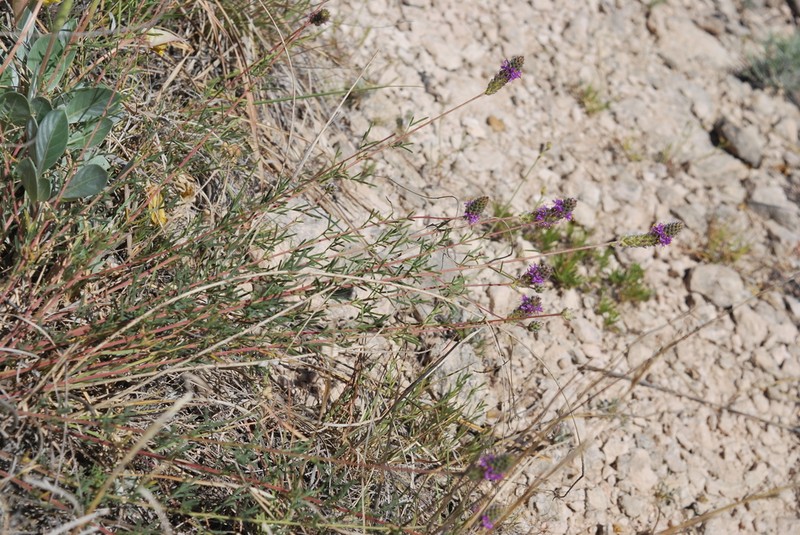 Slimleaf Prairie Clover photo 4