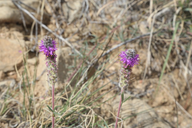 Slimleaf Prairie Clover photo 5