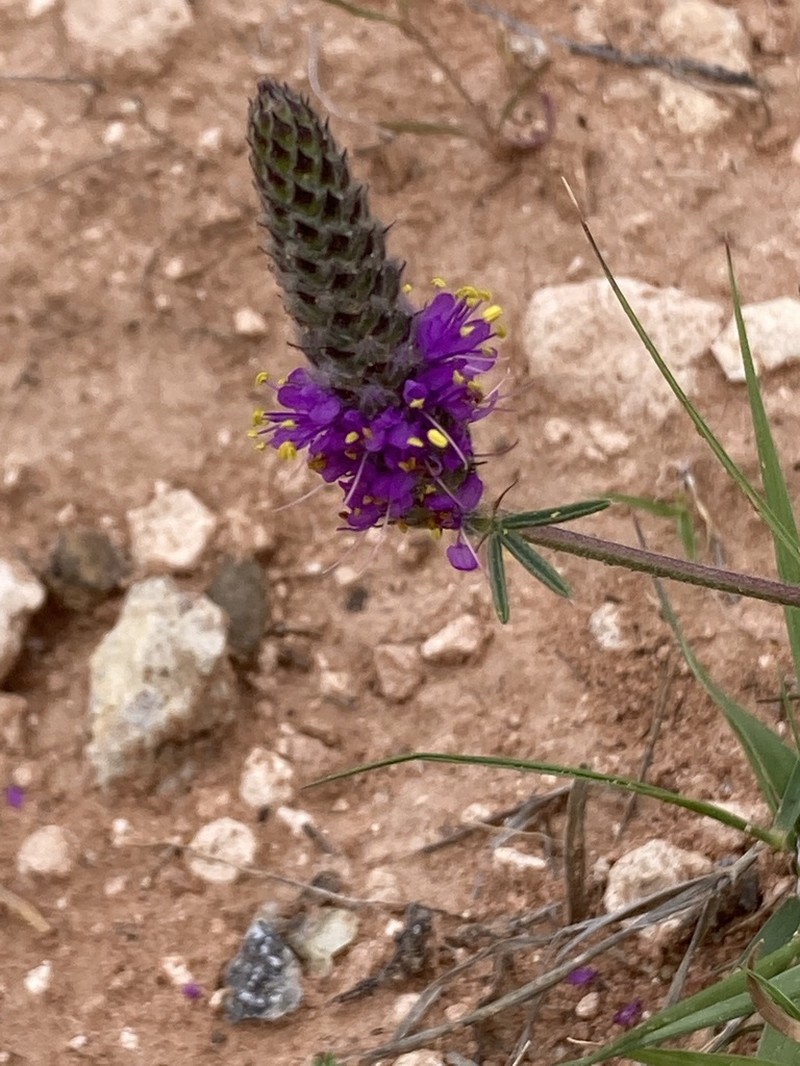 Slimleaf Prairie Clover photo 6