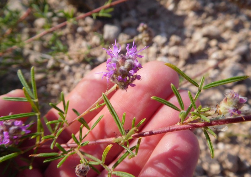 Slimleaf Prairie Clover photo 7