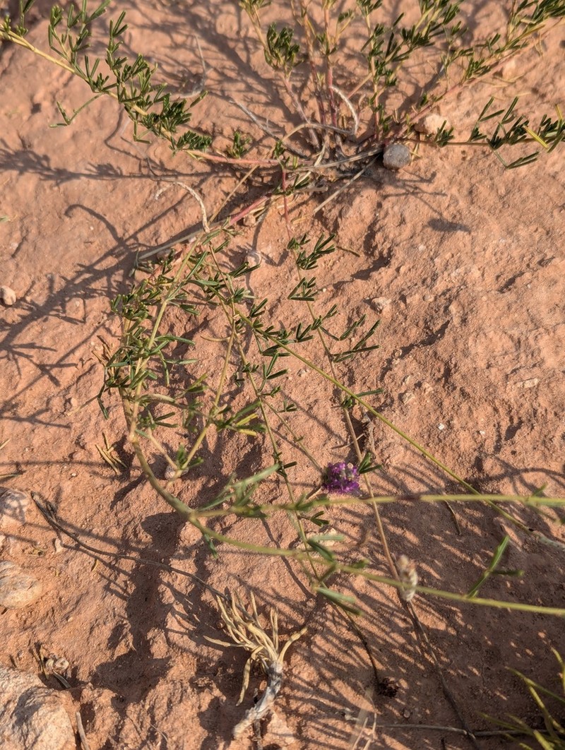 Slimleaf Prairie Clover photo 8
