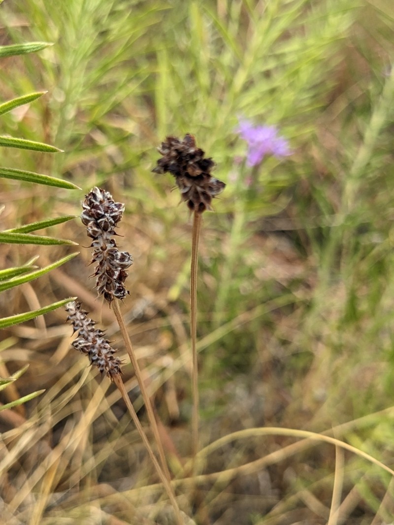 Pinkglobe Prairie Clover