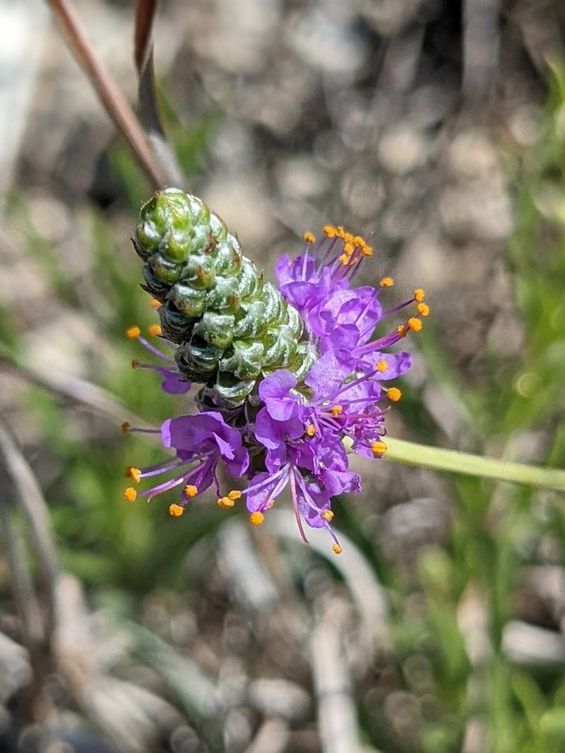 Pinkglobe Prairie Clover photo 2