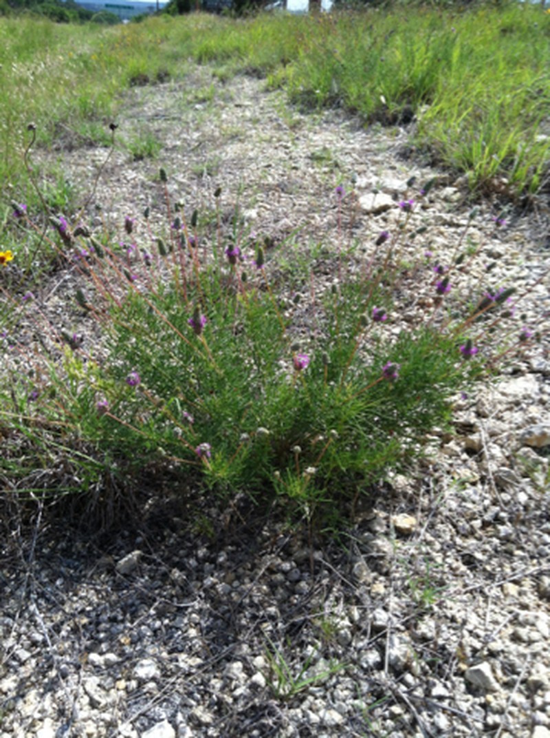 Pinkglobe Prairie Clover photo 3