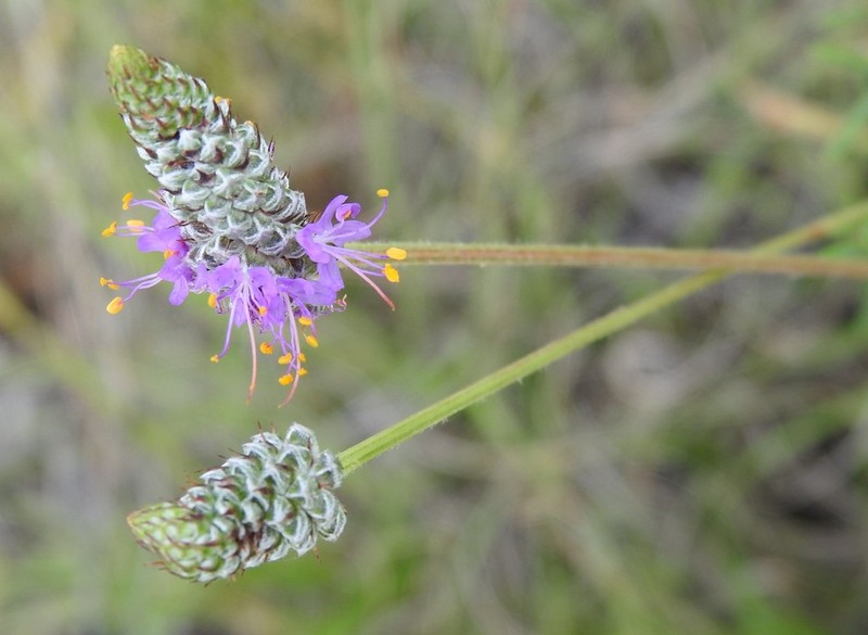 Pinkglobe Prairie Clover photo 4