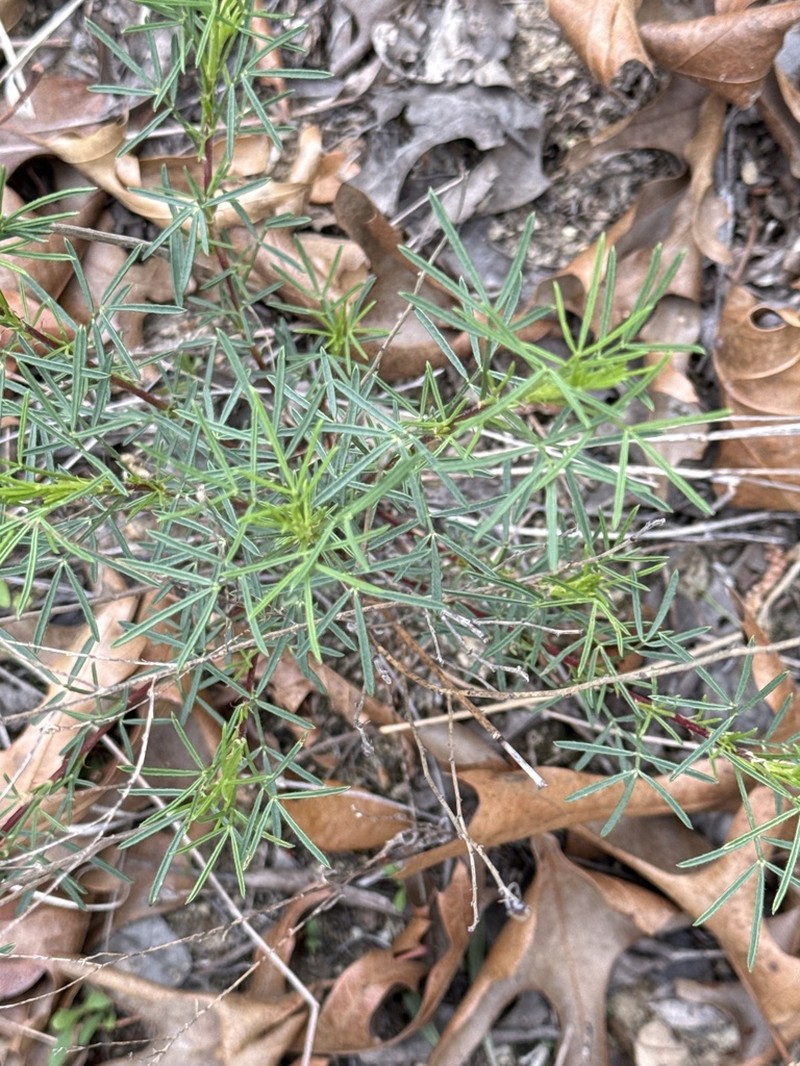 Pinkglobe Prairie Clover photo 5