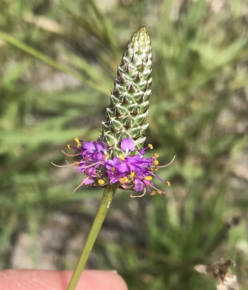 Pinkglobe Prairie Clover photo 6