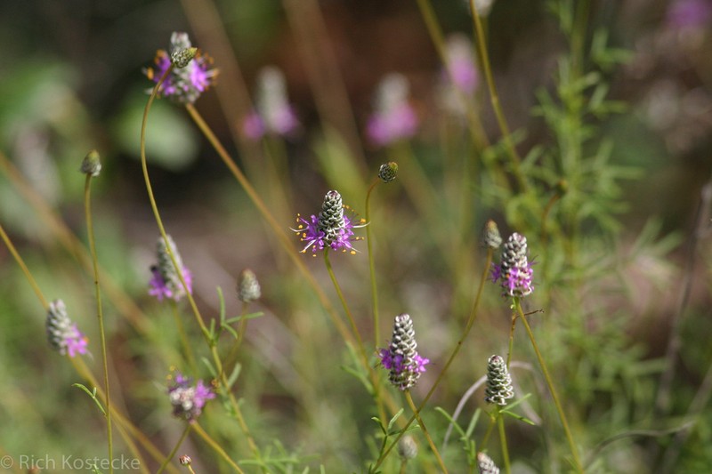 Pinkglobe Prairie Clover photo 7