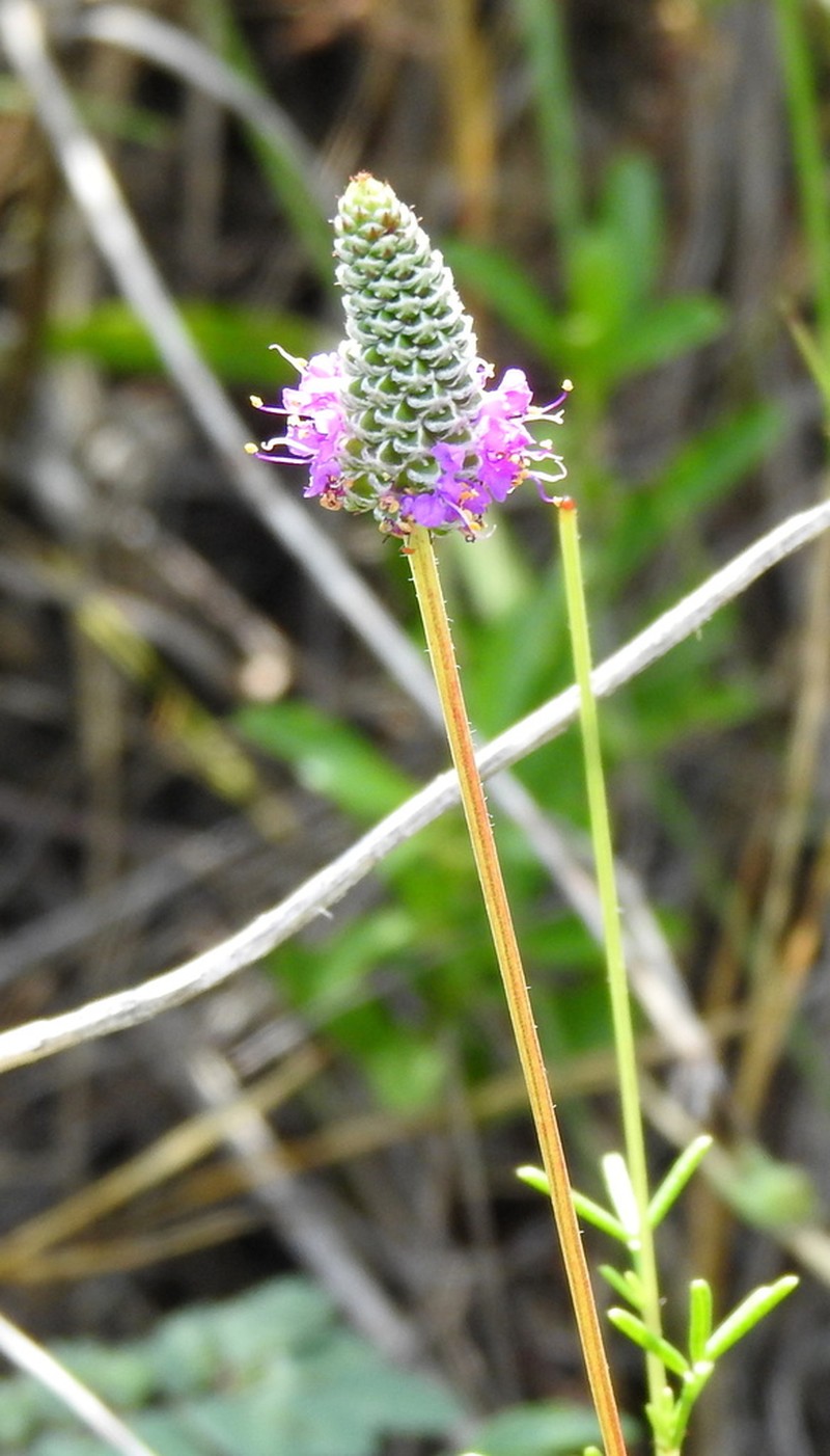 Pinkglobe Prairie Clover photo 8