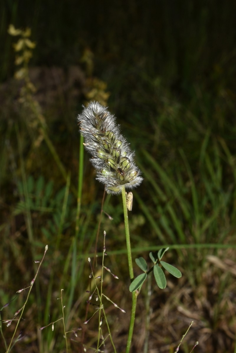 Dalea thouinii photo 3