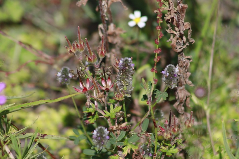 Dalea thouinii photo 4