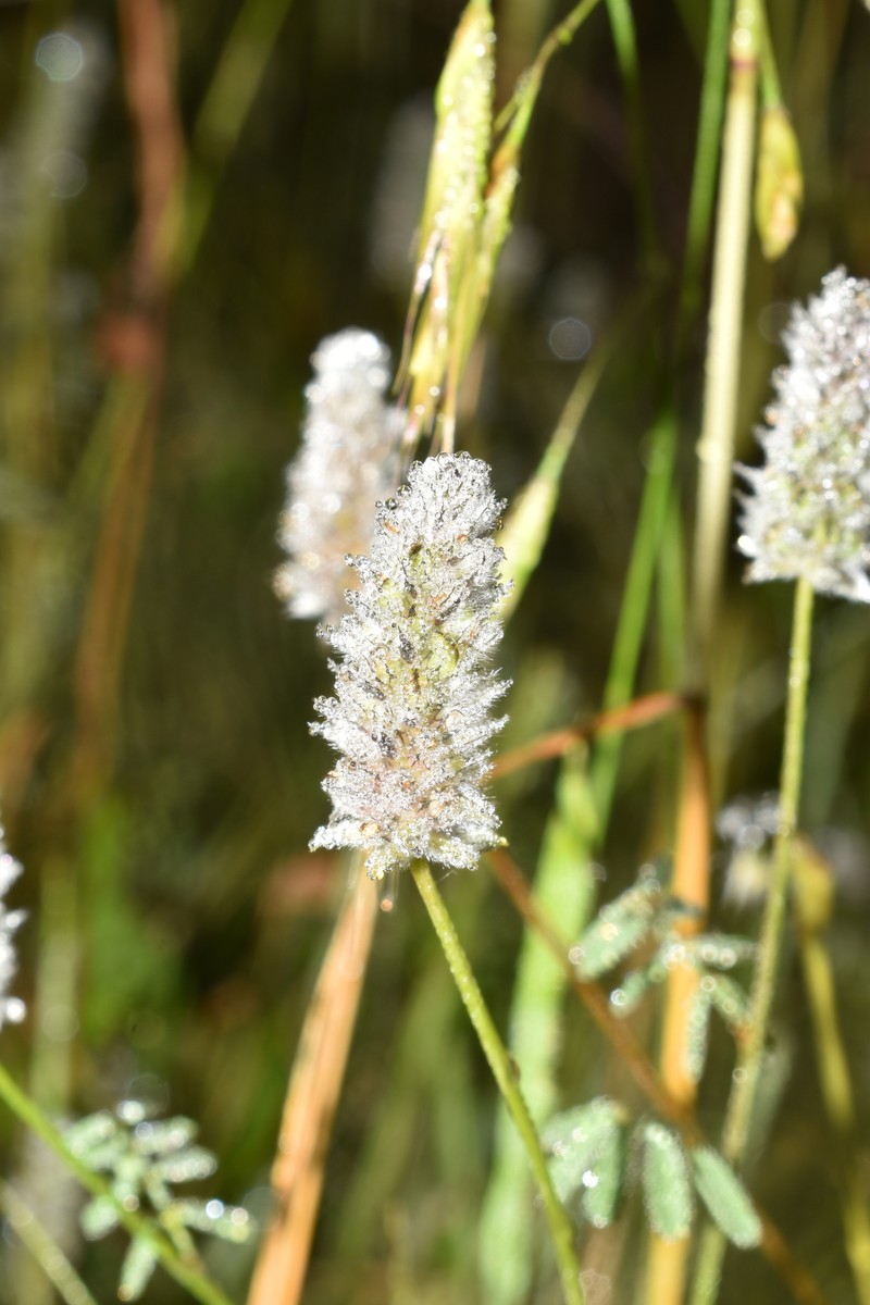Dalea thouinii photo 5