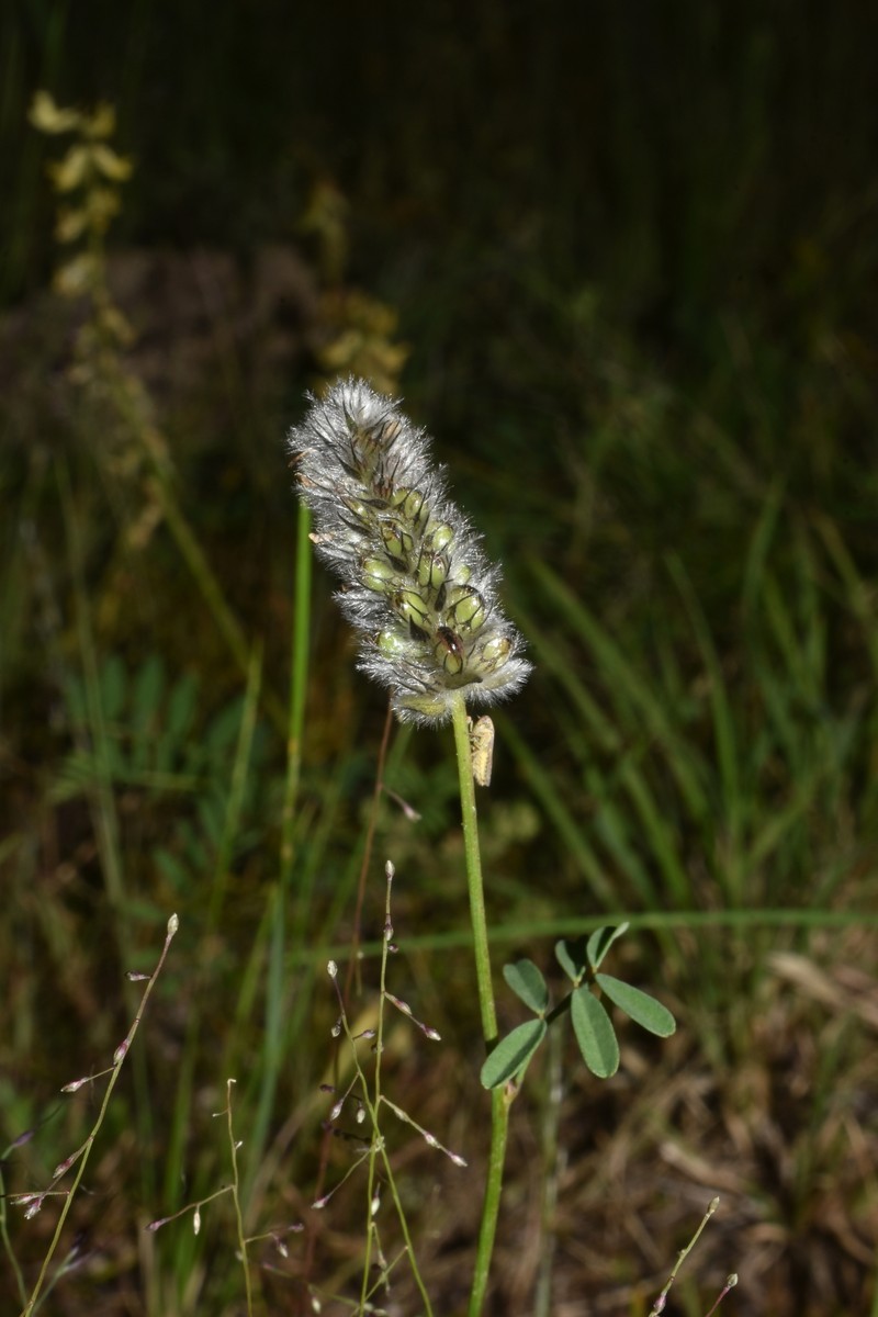 Dalea thouinii photo 6