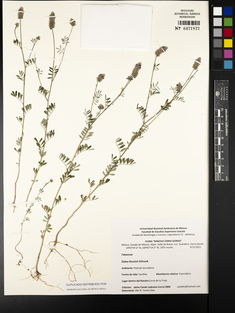 Dalea thouinii photo 7
