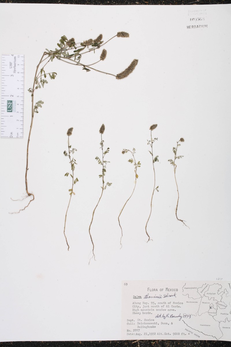 Dalea thouinii photo 8