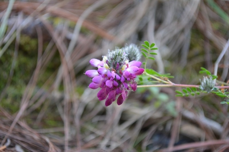 Dalea tomentosa