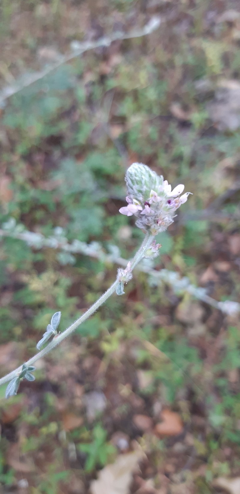 Dalea tomentosa photo 2