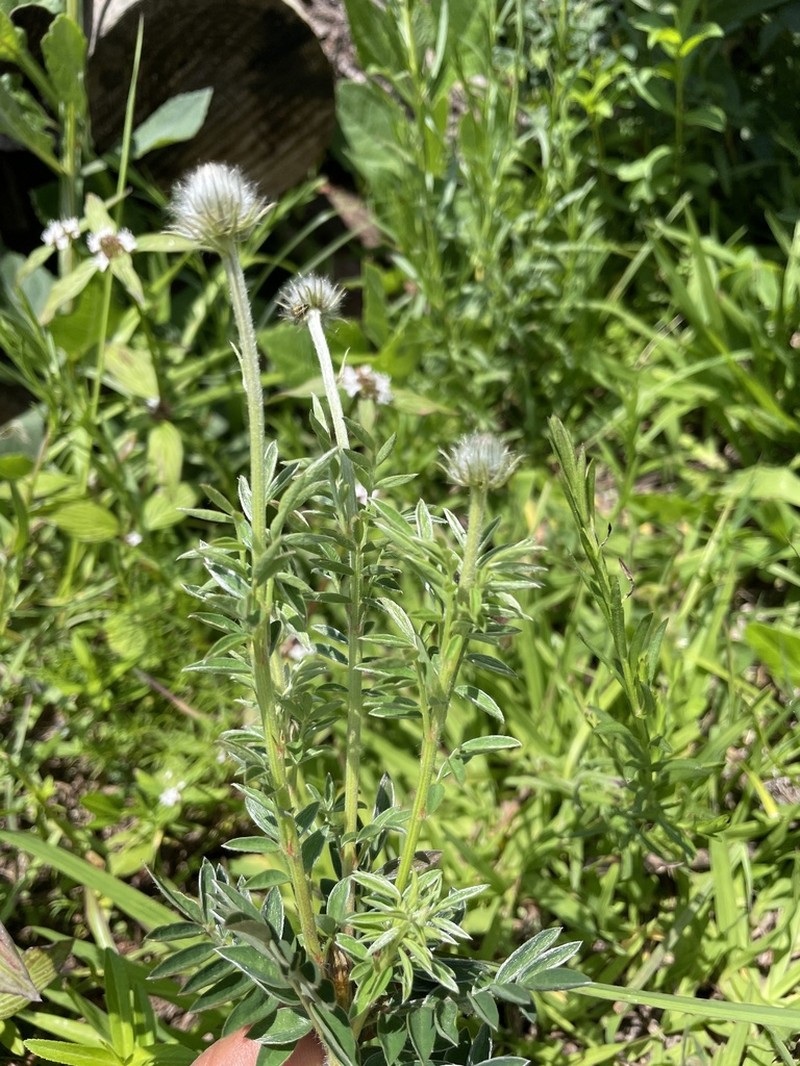 Dalea tomentosa photo 3