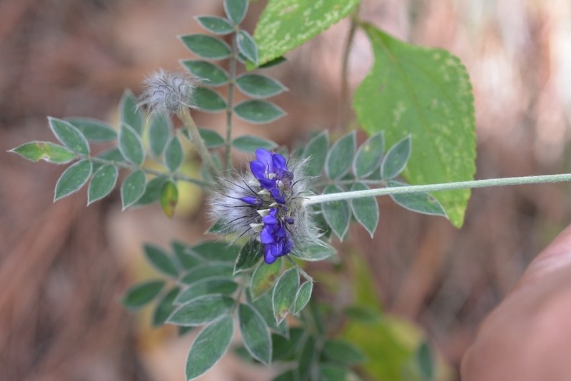 Dalea tomentosa photo 4