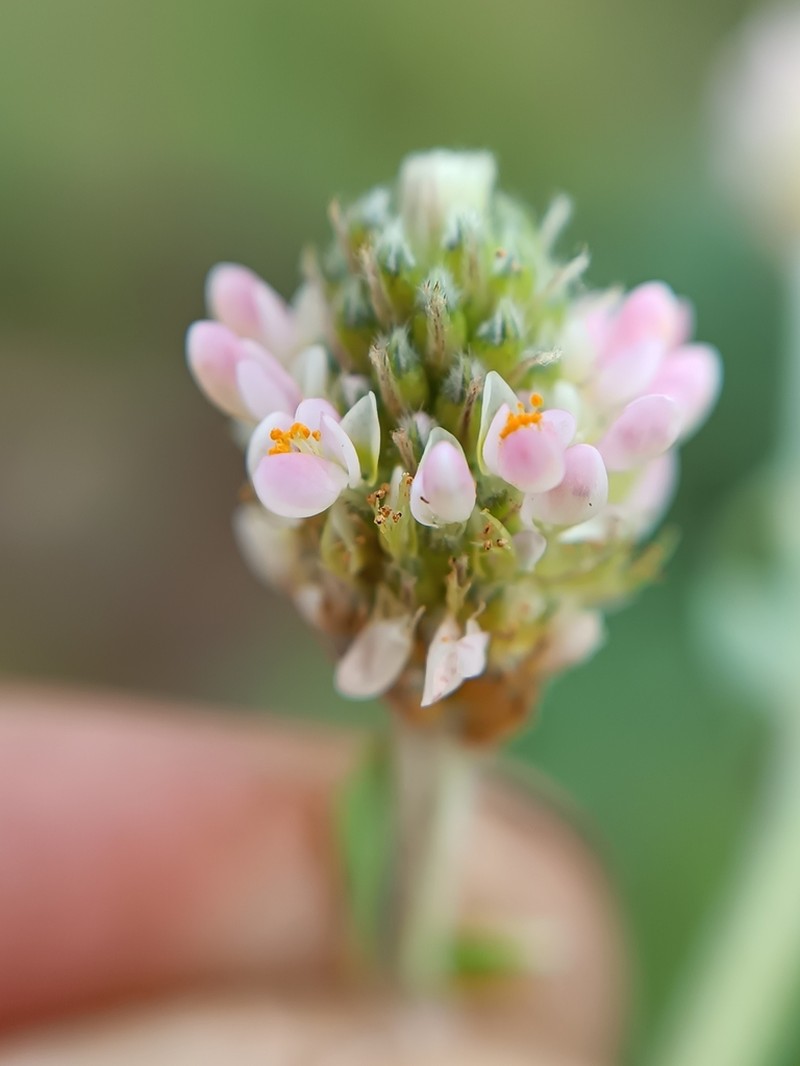 Dalea tomentosa photo 5