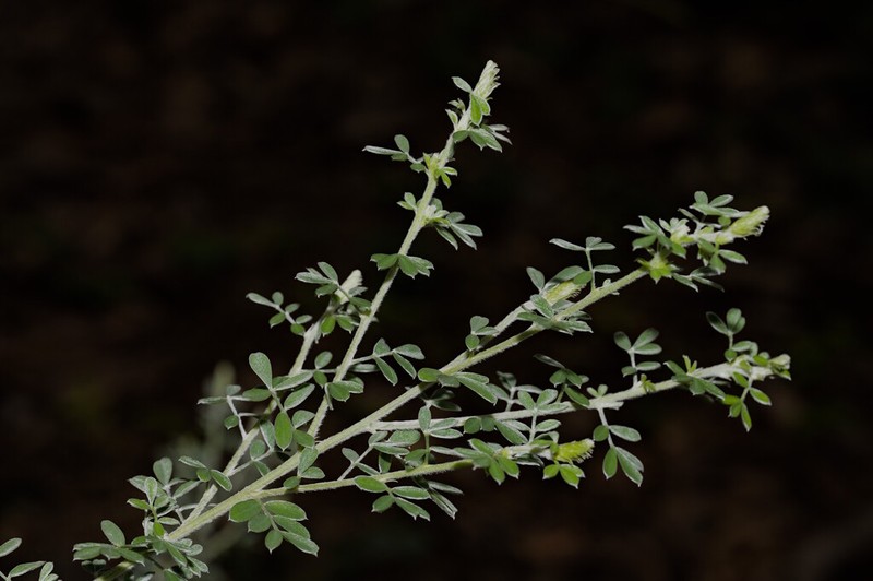 Dalea tomentosa photo 6
