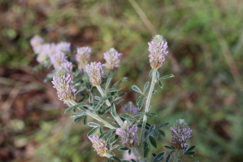Dalea tomentosa photo 8