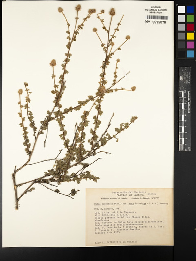 Dalea tomentosa var. mota