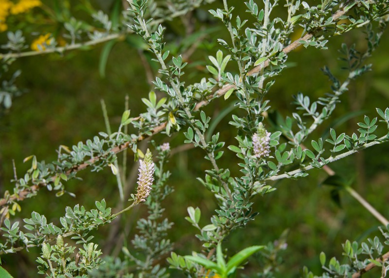 Dalea tomentosa var. psoraleoides