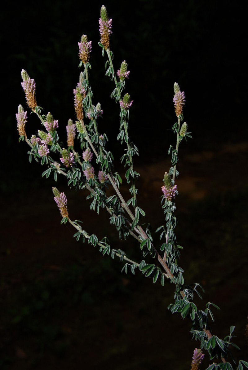 Dalea tomentosa var. psoraleoides photo 2
