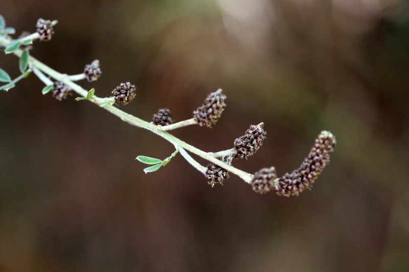 Dalea tomentosa var. psoraleoides photo 3