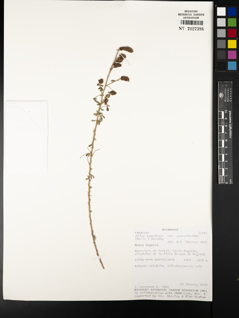 Dalea tomentosa var. psoraleoides photo 4