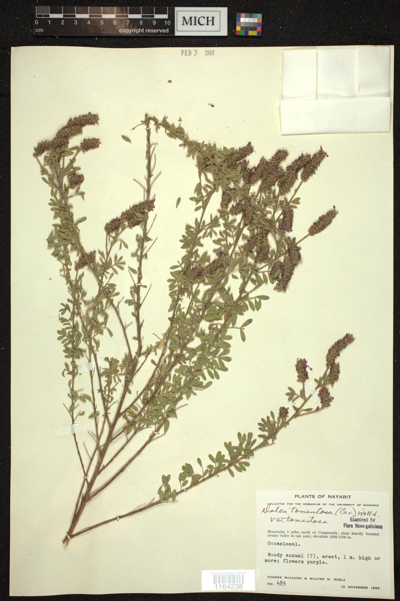 Dalea tomentosa var. tomentosa