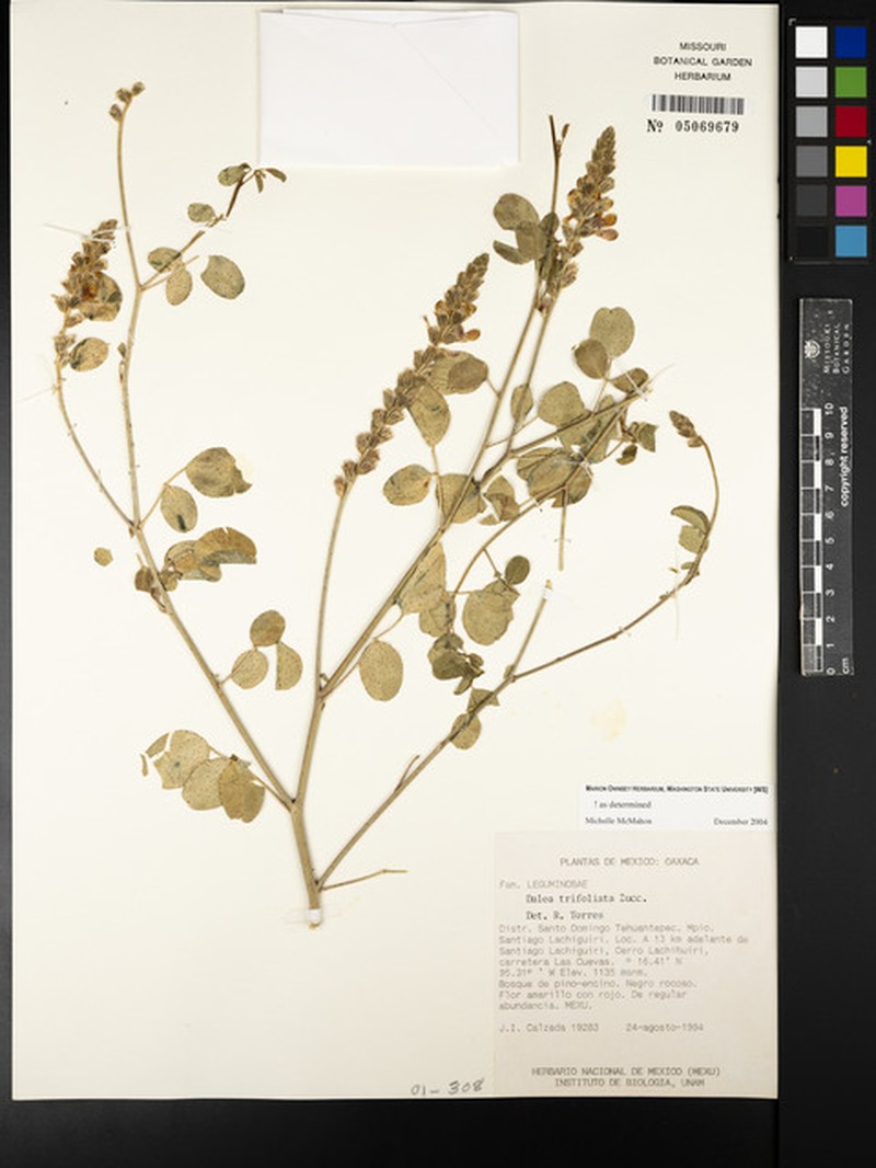Dalea trifoliata