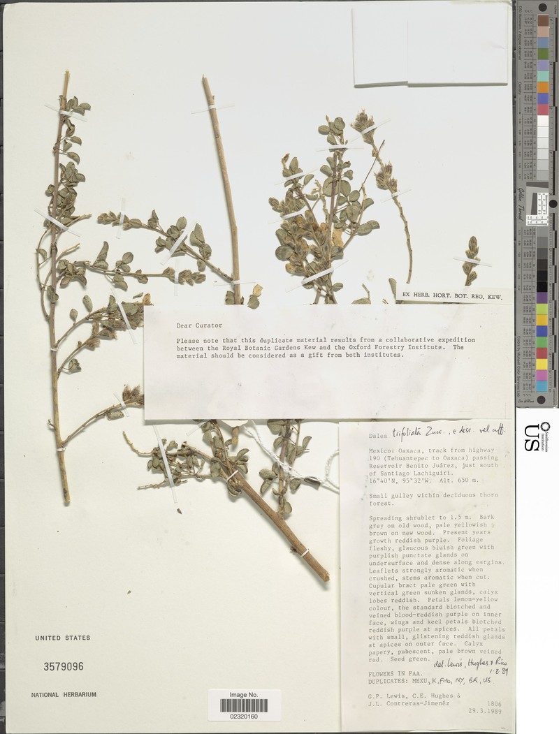 Dalea trifoliata photo 2