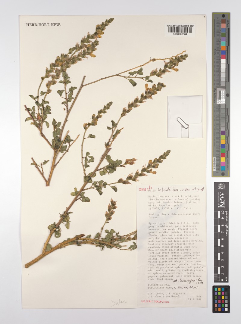 Dalea trifoliata photo 3