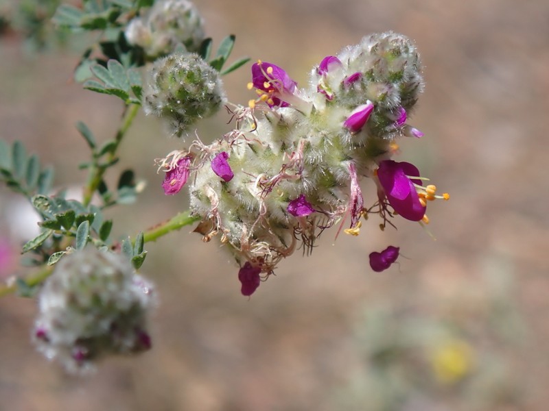 Dalea trochilina