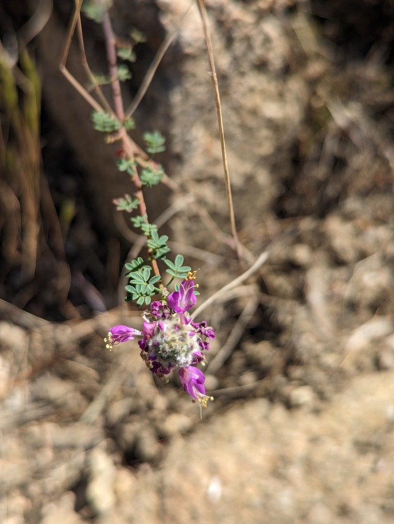 Dalea trochilina photo 2